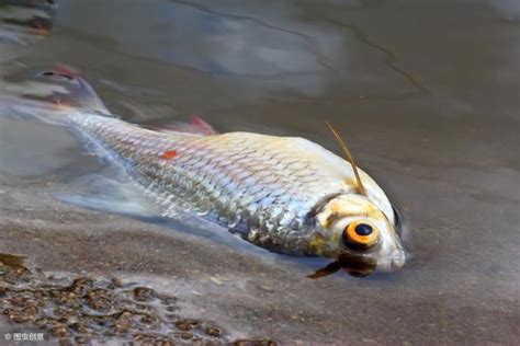 魚死掉埋葬|[閒聊] 愛魚死後怎麼處理？